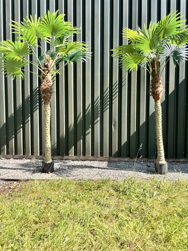 Artificial Palm Tree