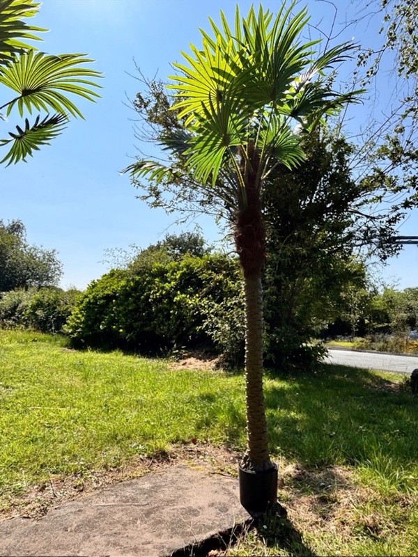 Faux Palm Trees