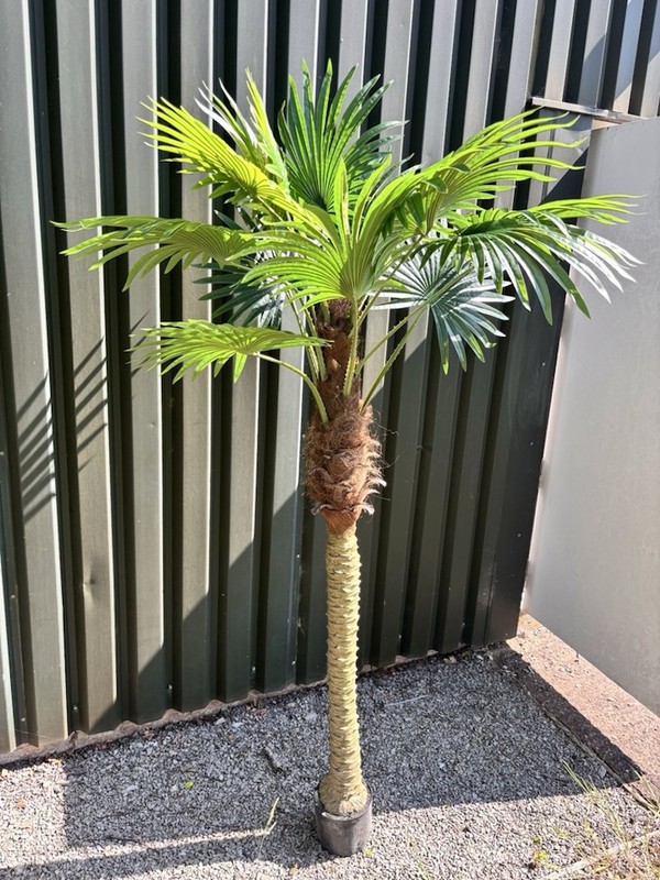 Palm Tree decor