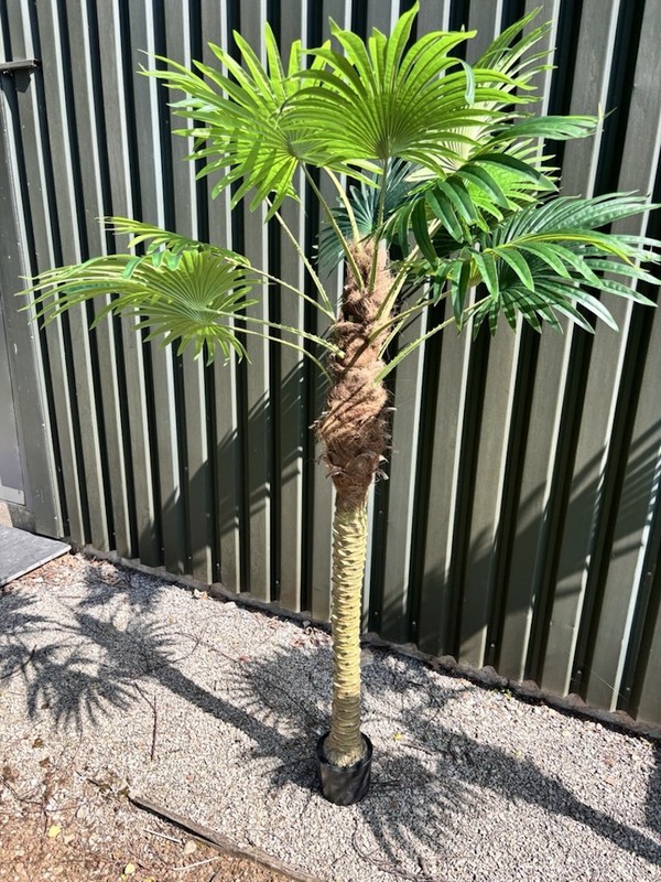 Palm Trees for events