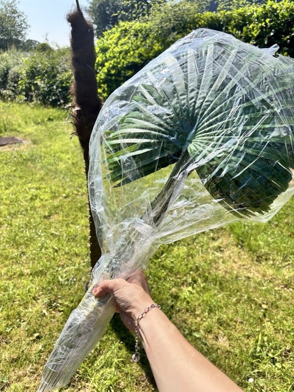 Palm Trees props