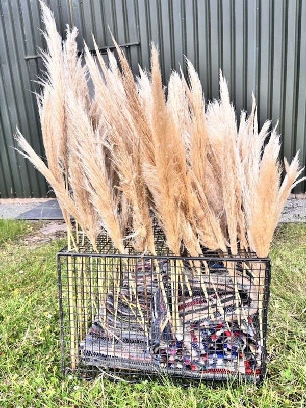 Boho Natural Beige Pampas Grass, Dried  c.100 stems - Cheshire 9