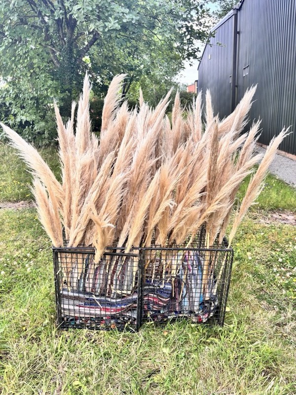 Boho Natural Beige Pampas Grass, Dried  c.100 stems - Cheshire 2
