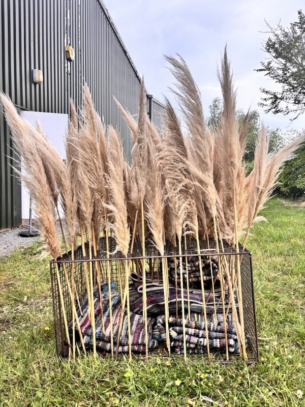 Boho Natural Beige Pampas Grass, Dried  c.100 stems - Cheshire 8