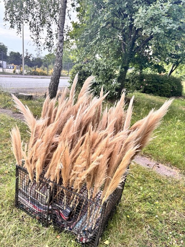 Boho Natural Beige Pampas Grass, Dried  c.100 stems - Cheshire 4