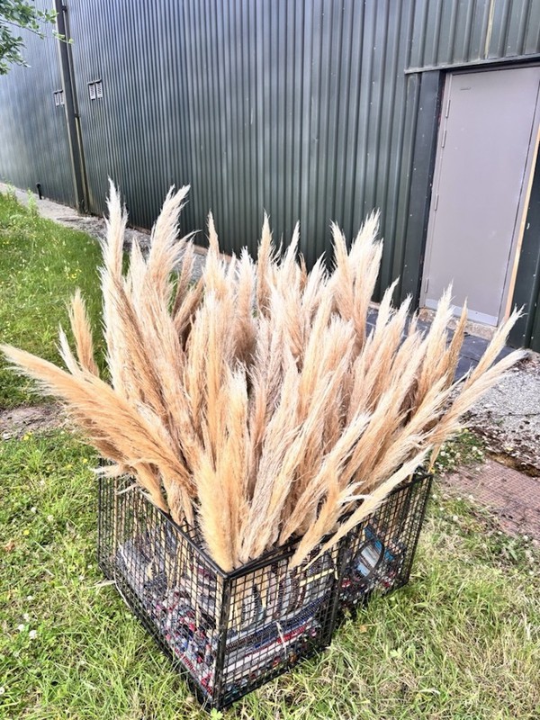 Boho Natural Beige Pampas Grass, Dried  c.100 stems - Cheshire 3