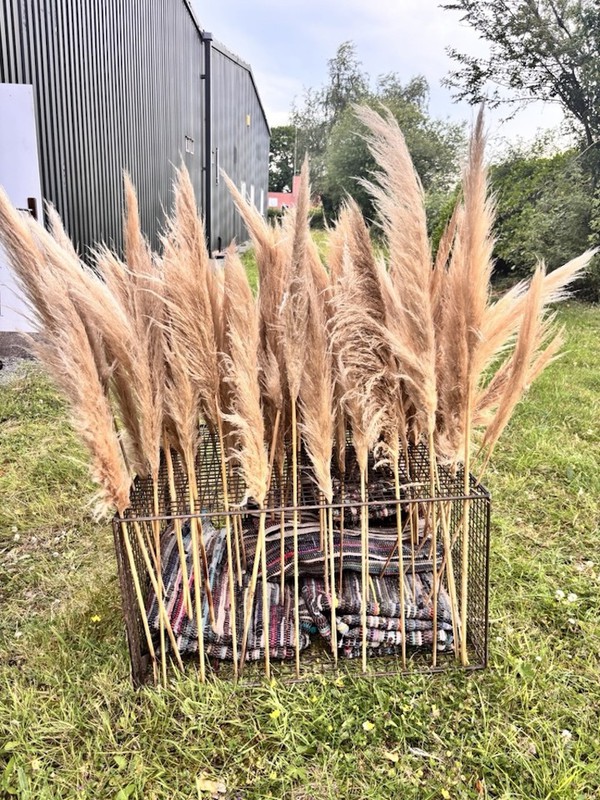 Boho Natural Beige Pampas Grass, Dried  c.100 stems - Cheshire 7
