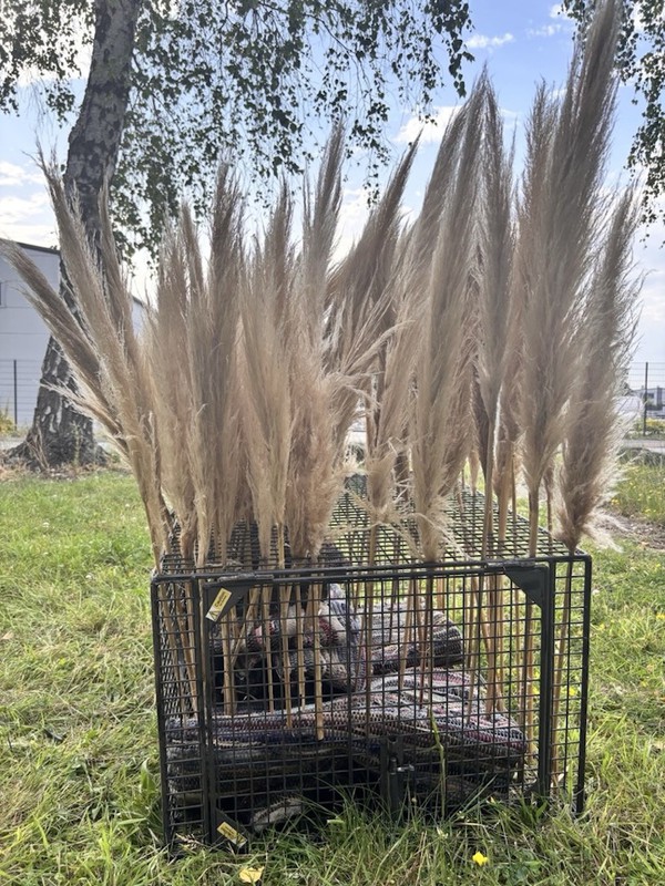 Boho Natural Beige Pampas Grass, Dried  c.100 stems - Cheshire 6