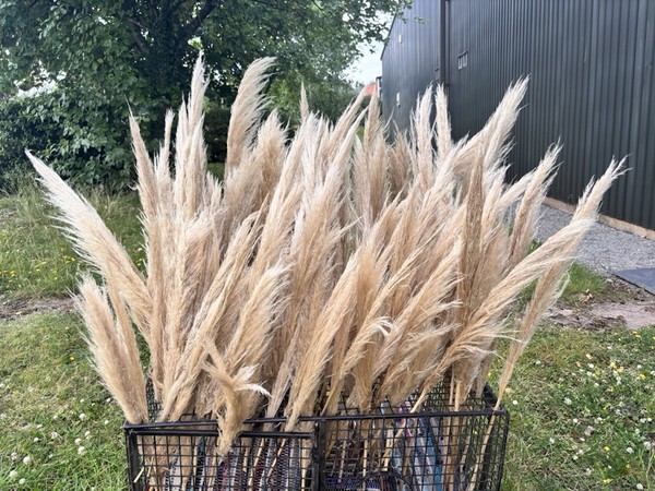 Boho Natural Beige Pampas Grass, Dried  c.100 stems - Cheshire 5