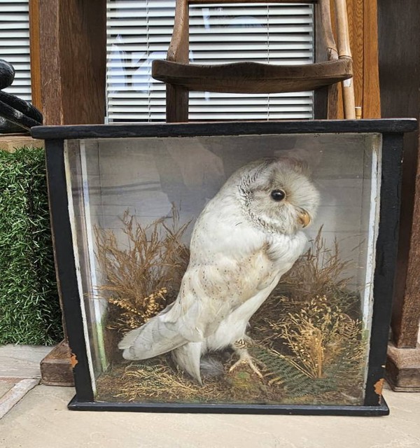 Harry Potter Taxidermy Owl in Glass Display Case