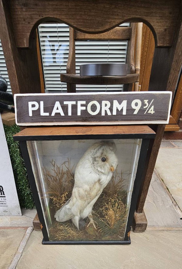 Harry Potter White Taxidermy Owl in Glass Display Case